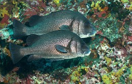 Thailand 2015 - Ko Tao - Gaterin ou diagramme noir - Plectorhinchus gibbosus _IMG_3735_rc